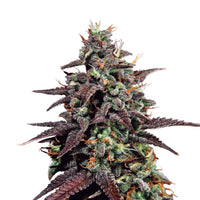 PURPLE PUNCH USA PREMIUM AUTO X3-ROYAL QUEEN (DS)