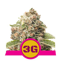 TRIPLE G USA PREMIUM FEM X3-ROYAL QUEEN (DS)