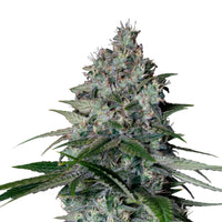 COOKIES GELATO USA PREMIUM FEM X3-ROYAL QUEEN (DS)