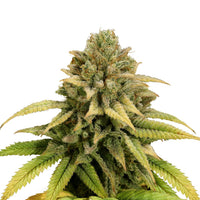 COOKIES GELATO USA PREMIUM FEM X3-ROYAL QUEEN (DS)