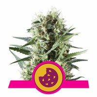 ROYAL COOKIES USA PREMIUM FEM X3-ROYAL QUEEN (DS)