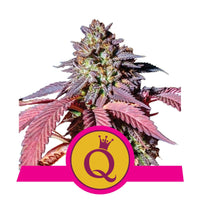 PURPLE QUEEN USA PREMIUM FEM X3-ROYAL QUEEN (DS)