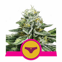 SHERBET QUEEN USA PREMIUM FEM X3-ROYAL QUEEN (DS)