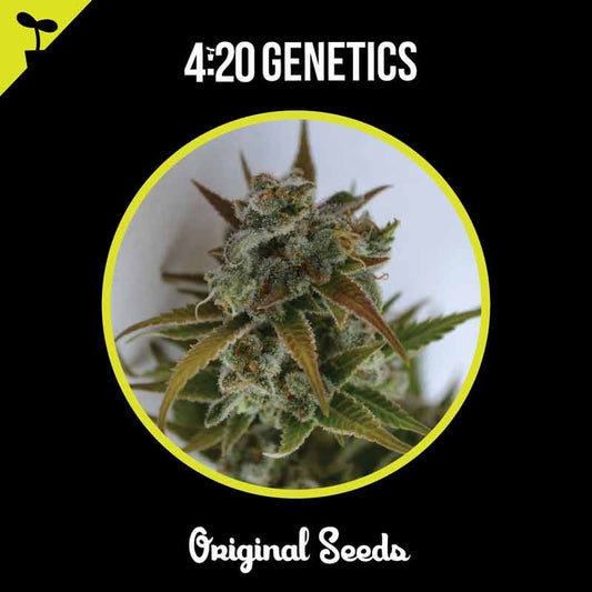 420 GENETICS CRITICAL MASS CBD 3UDS