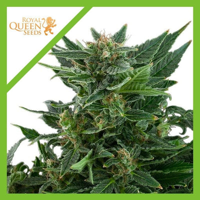 ROYAL KUSH AUTO X3-ROYAL QUEEN SEEDS (DS)