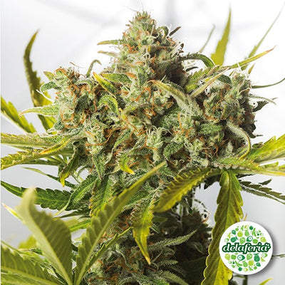 Blue Critical Auto