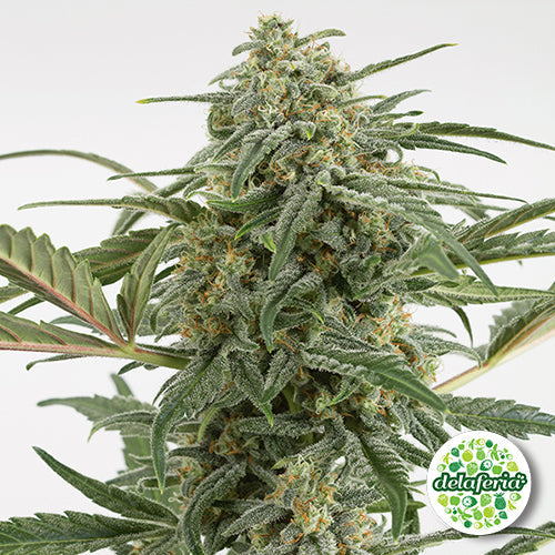 Critical Mas 2.0 Auto