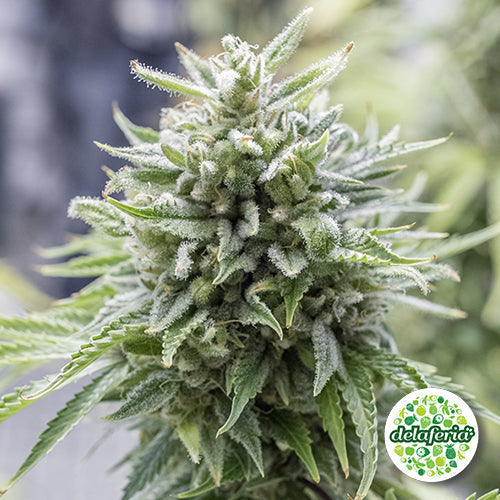 Auto Super Og Kush