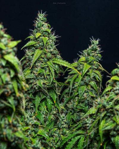 Auto Magnum (DS)