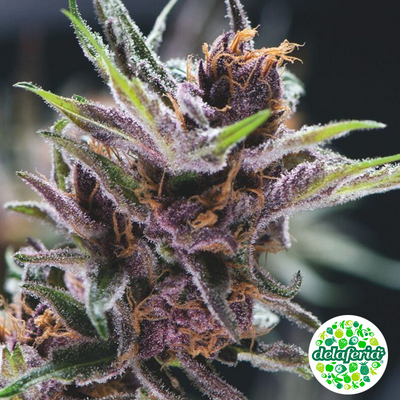Black Cherry Punch