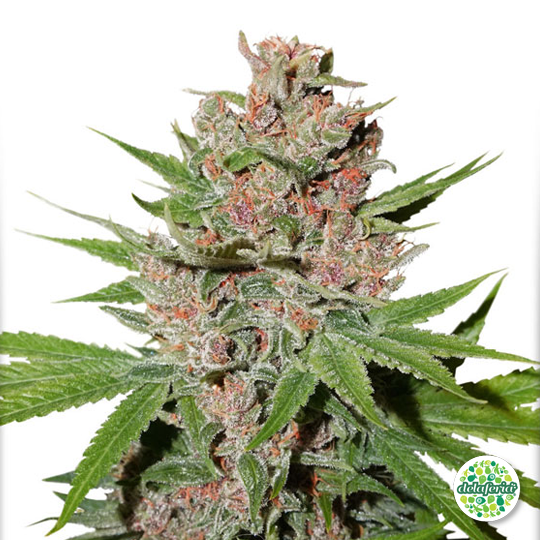Passion Fruit®