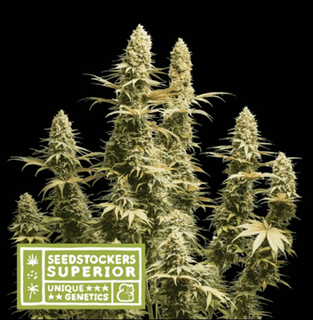 Triton Biscotto Lime