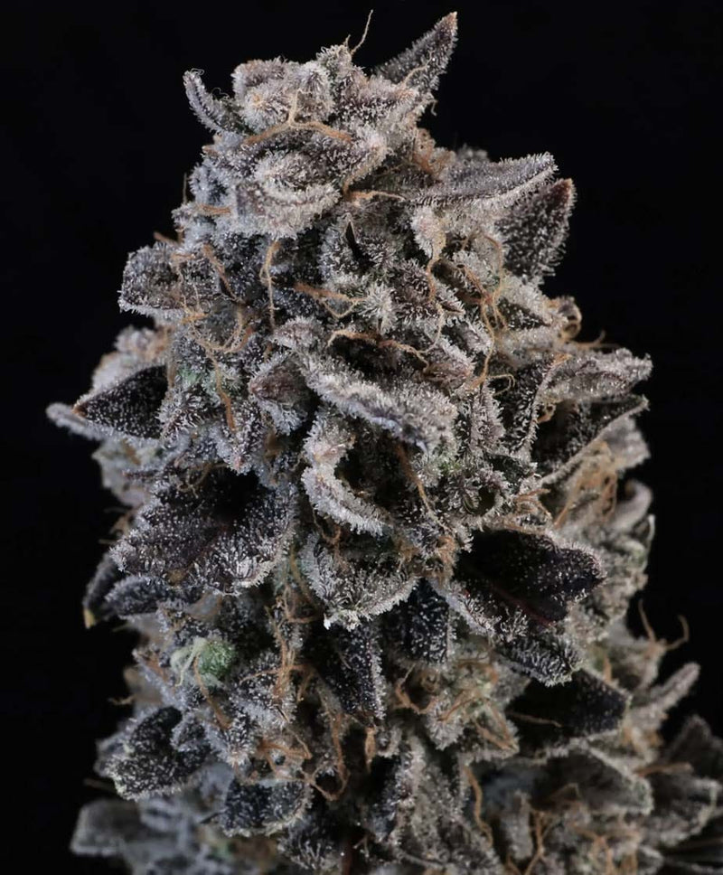 White Widow Auto (DS)