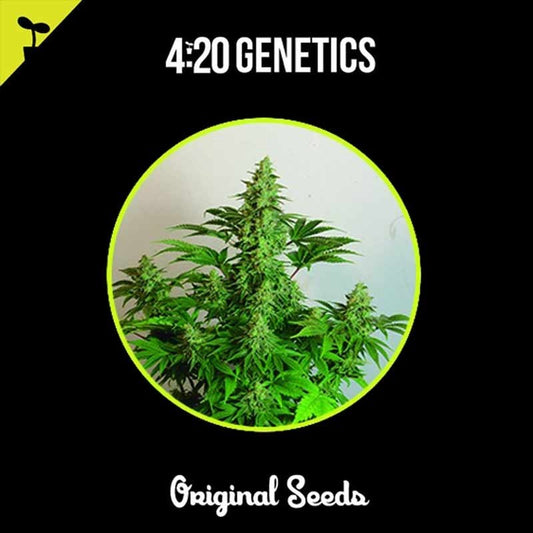 420 GENETICS CINDERELLA 3UDS
