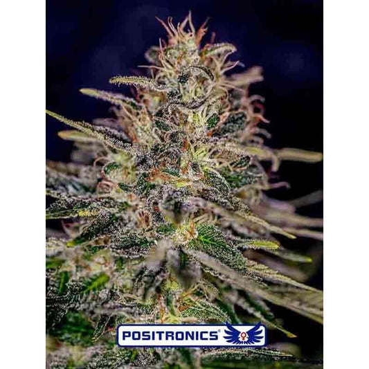 POSITRONICS LEMON TRIP 5UDS