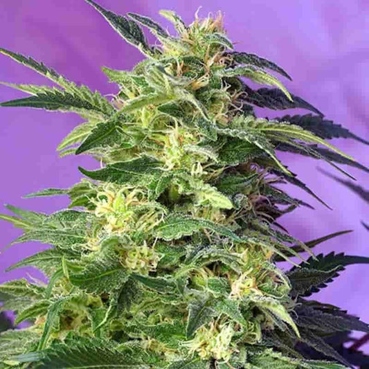 SWEET SEEDS KILLER KUSH AUTO 25UDS