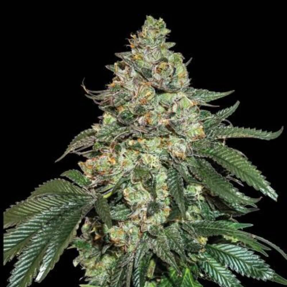 Girl Scout Cookies Auto (DS)