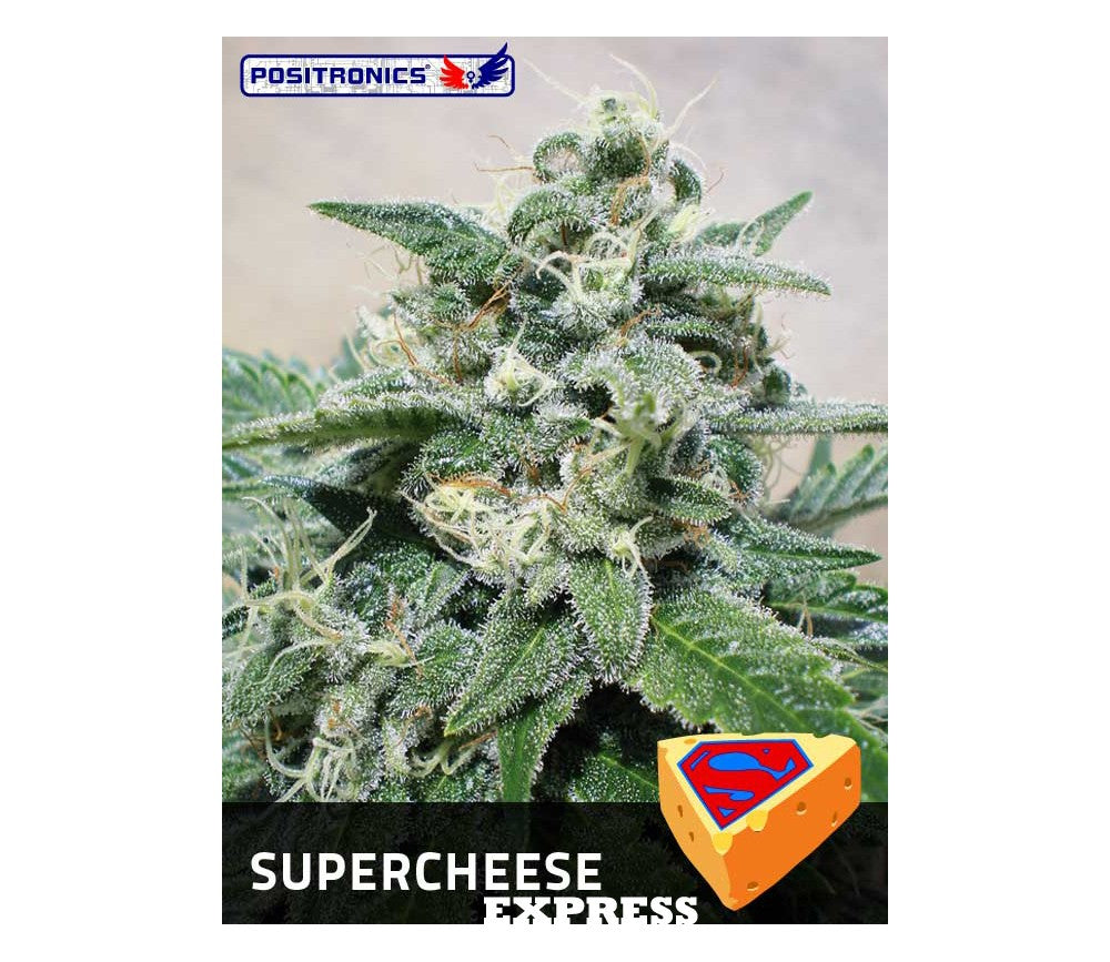 SuperCheese Express (PST) 5 semillas