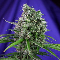 Sweet Trainwreck Auto
