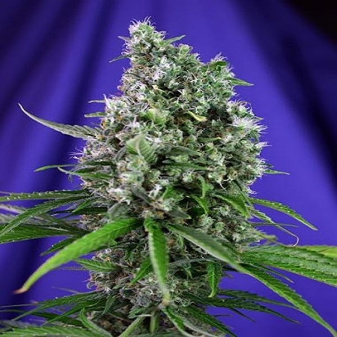 Sweet Trainwreck Auto