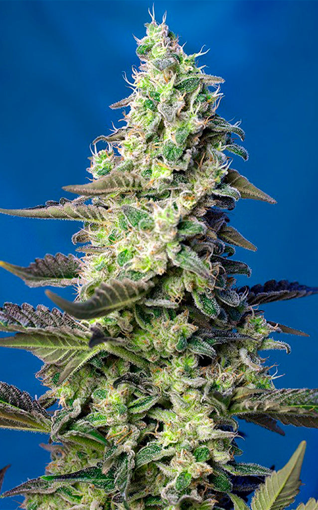 Green Poison XL Auto