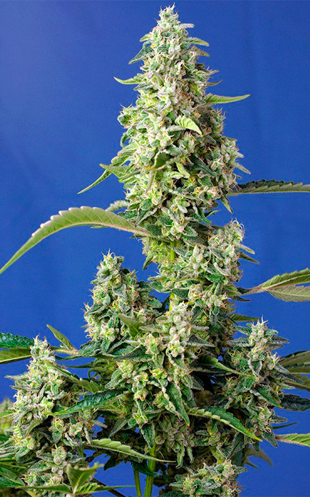 Gorilla Girl XL Auto