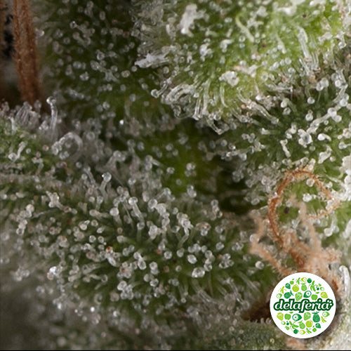Auto Fresh Candy