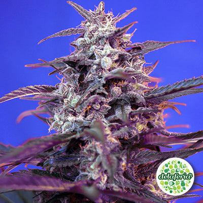 Bloody Skunk Auto