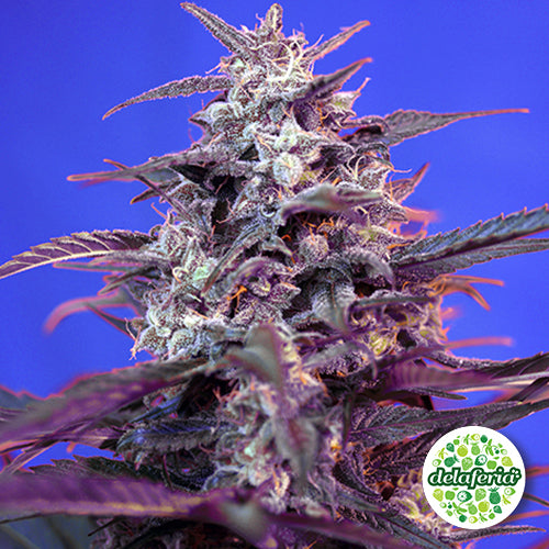 Bloody Skunk Auto