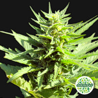 Auto Widow