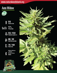 Auto Widow