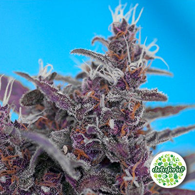 Black Cream Auto