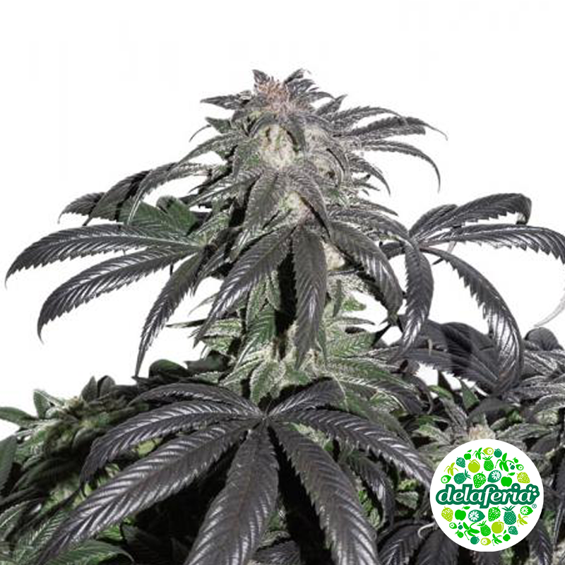Bubba Island Kush – Growshop Delaferia Chile