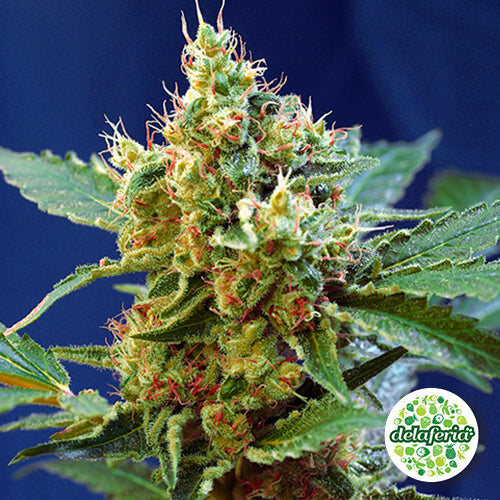 Cream Mandarine XL Auto