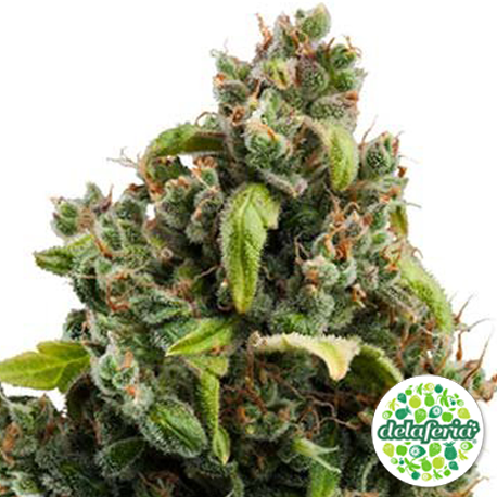 Candy Kush Express-Fast