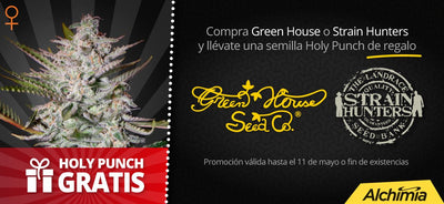 Holy Punch (GHS) 1 SEMILLAS