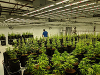 Led Profesional de Cultivo Vegetativo Gorila