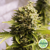 Bubba Cheese Auto