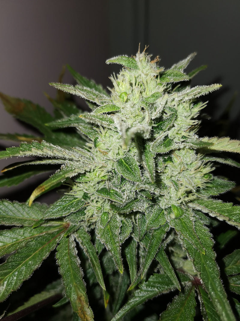 White Widow 2.0