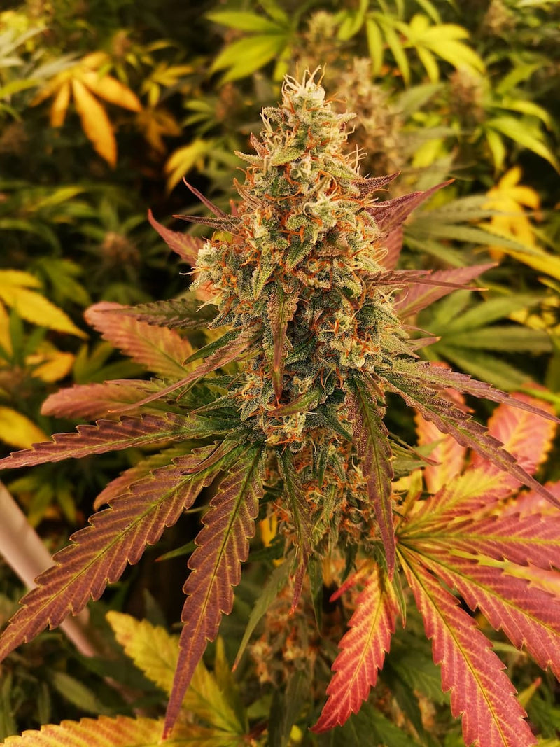 Auto Jack Lemon Haze