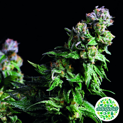 Purple Urkle