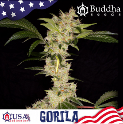 Gorila