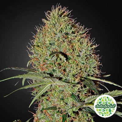 Super Bud Auto