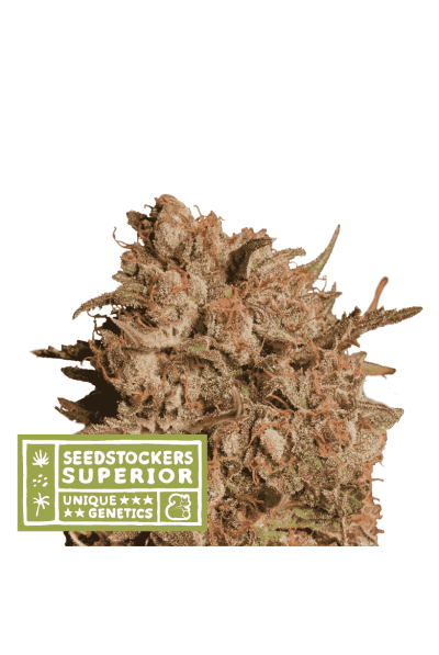 Apollo Black Cherry Auto