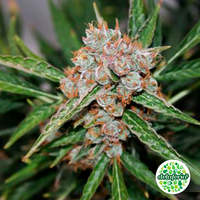 Auto Orange Bud