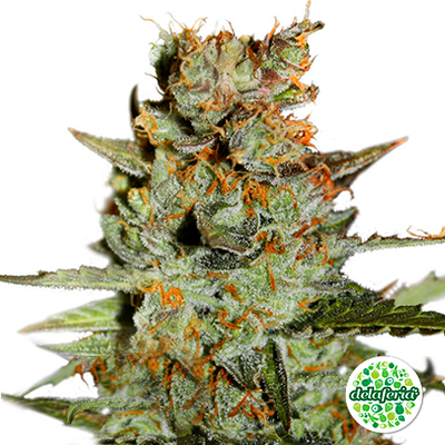 Auto Blueberry