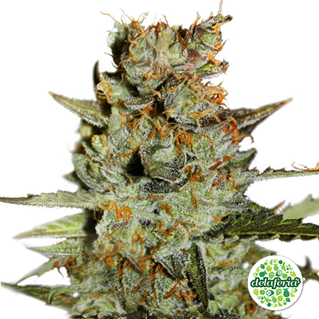 Auto Blueberry