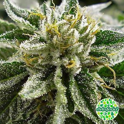 Canadian Kush 2.0