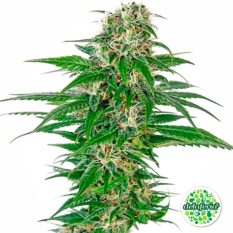 Early Skunk Auto