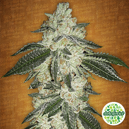 Green Crack